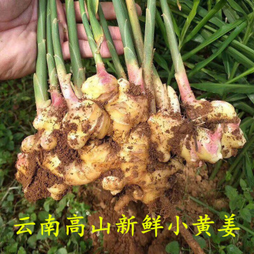 【云南高原山地小黄姜】生姜老姜辣味足香味够5斤新鲜蔬菜调