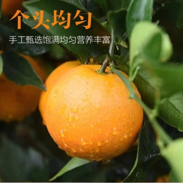 【湖南麻阳冰糖橙橙子】当季热卖非赣南脐橙9斤新鲜水果一