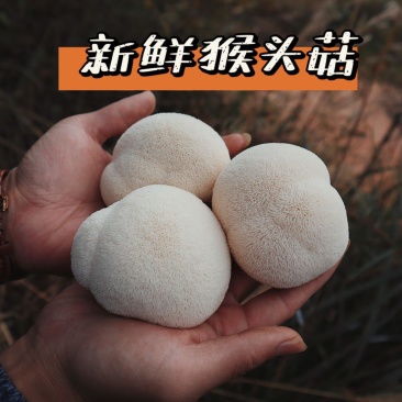 【顺丰为主古田新鲜猴头菇】2斤现摘蘑菇深山菌菇煲汤火