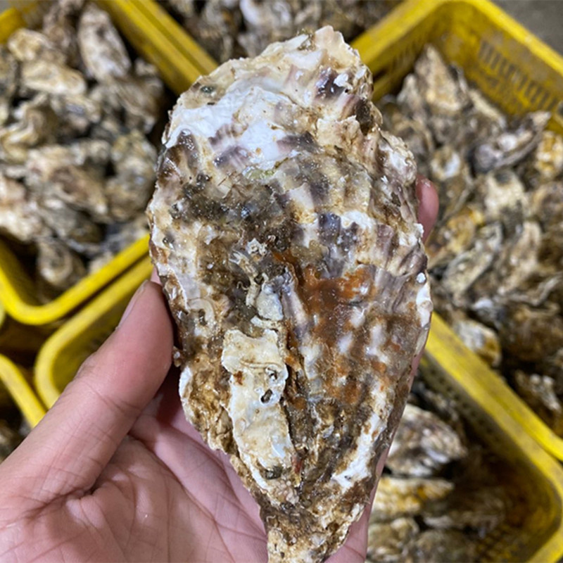 【顺丰包邮乳山生蚝新鲜海鲜】新鲜捕捞爽滑细腻柔嫩十足5