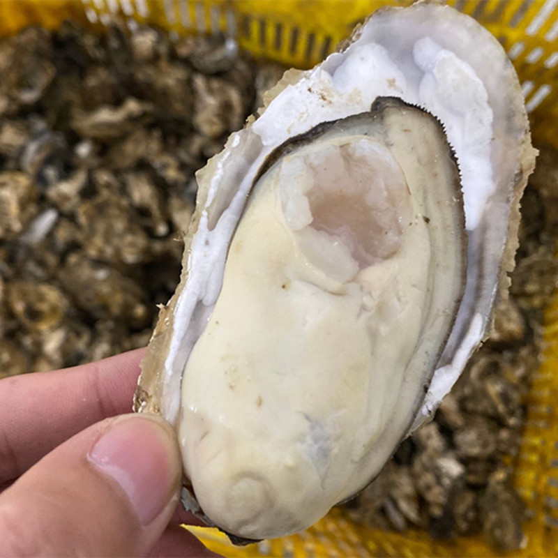 【顺丰包邮乳山生蚝新鲜海鲜】新鲜捕捞爽滑细腻柔嫩十足5