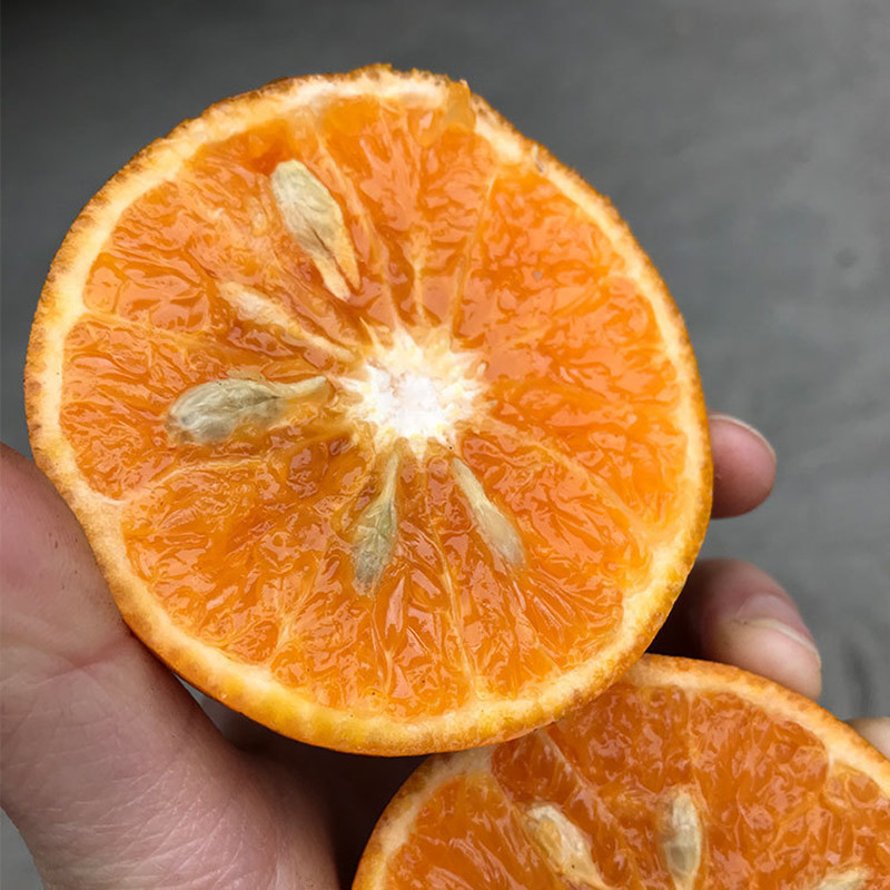 【广西非洲乌柑】丑陋的外表甜蜜的心现摘现发非橙子9斤新