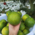 【台湾青皮葡萄柚--柚中爱媛】老树柚子皮薄8斤礼盒新鲜水
