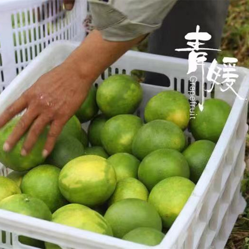 【台湾青皮葡萄柚--柚中爱媛】老树柚子皮薄8斤礼盒新鲜水