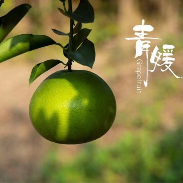 【台湾青皮葡萄柚--柚中爱媛】老树柚子皮薄8斤礼盒新鲜水