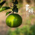 【台湾青皮葡萄柚--柚中爱媛】老树柚子皮薄8斤礼盒新鲜水
