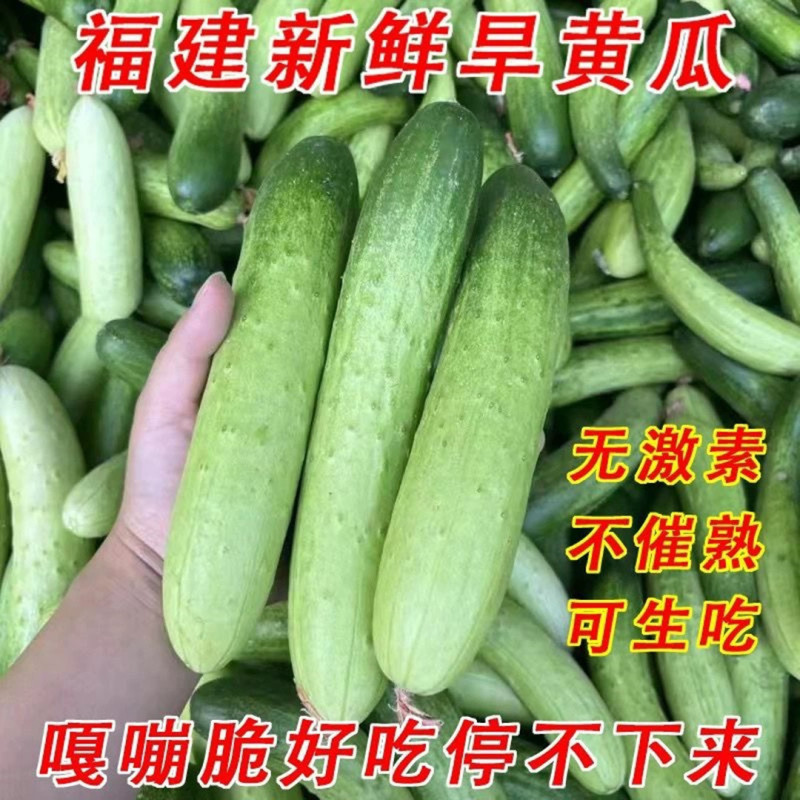 【福建旱黄瓜水果黄瓜】可生吃现摘现发9斤新鲜水果一件代发