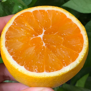 【湖北秭归九月红果冻橙】现摘现发自然甜味9斤整箱新鲜水果