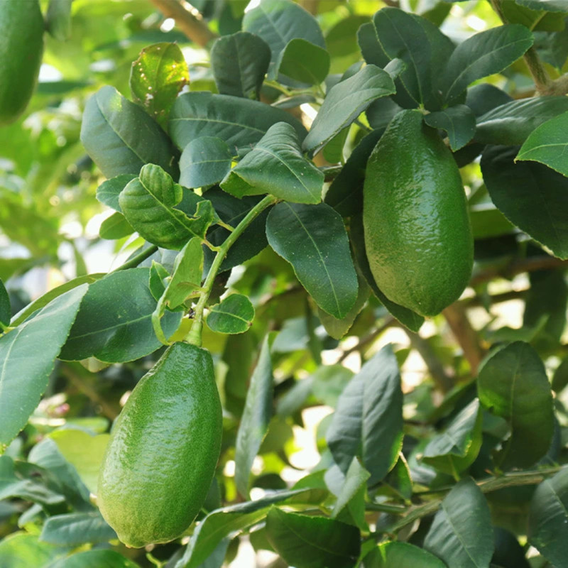【子弹头无籽香水青柠檬】手打柠檬茶皮薄多汁非安岳新鲜水果