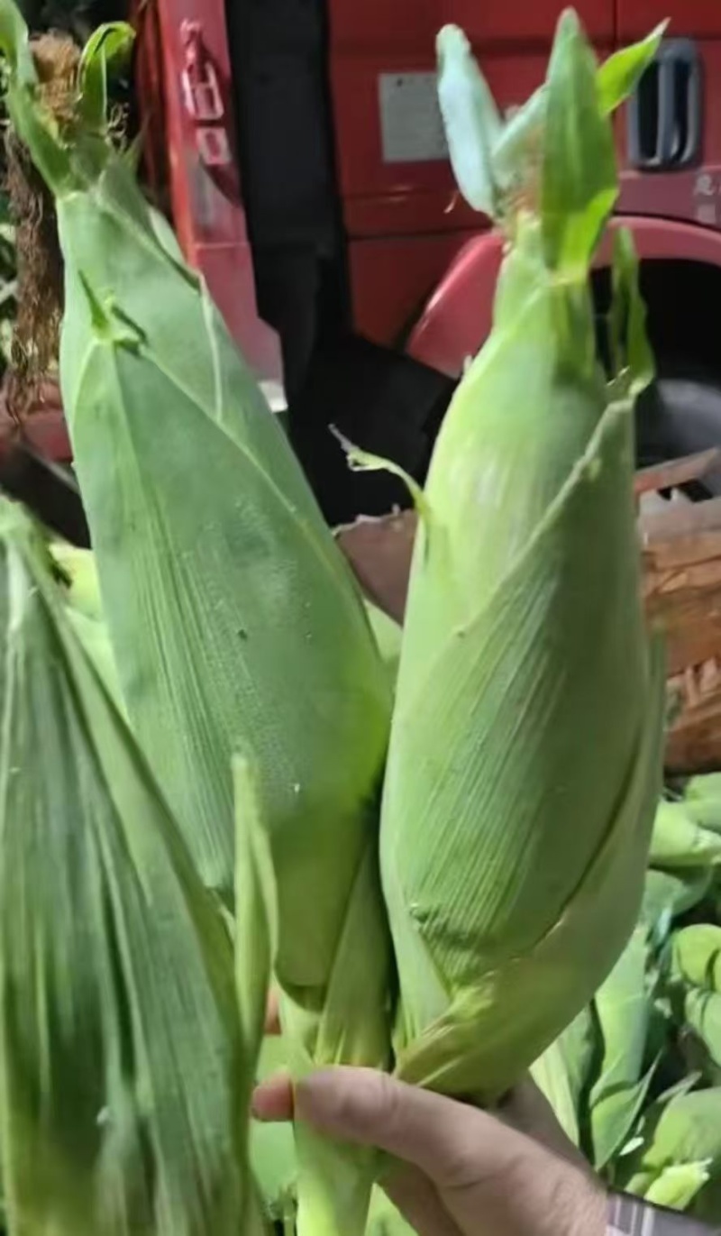 精品水果玉米，甜玉米超好口感货源地直发欢迎来电洽谈
