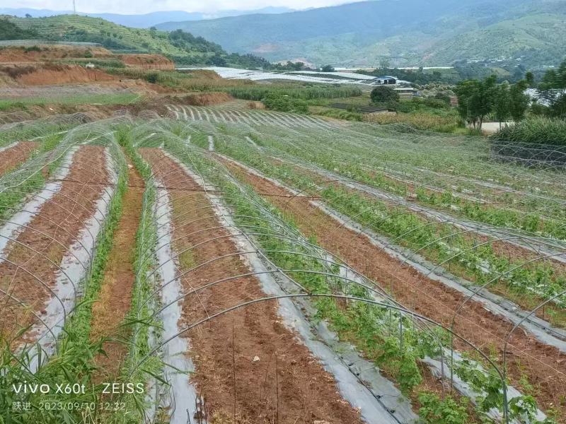 云南精品扁豆产地现摘现发品质保证欢迎来电洽谈合作