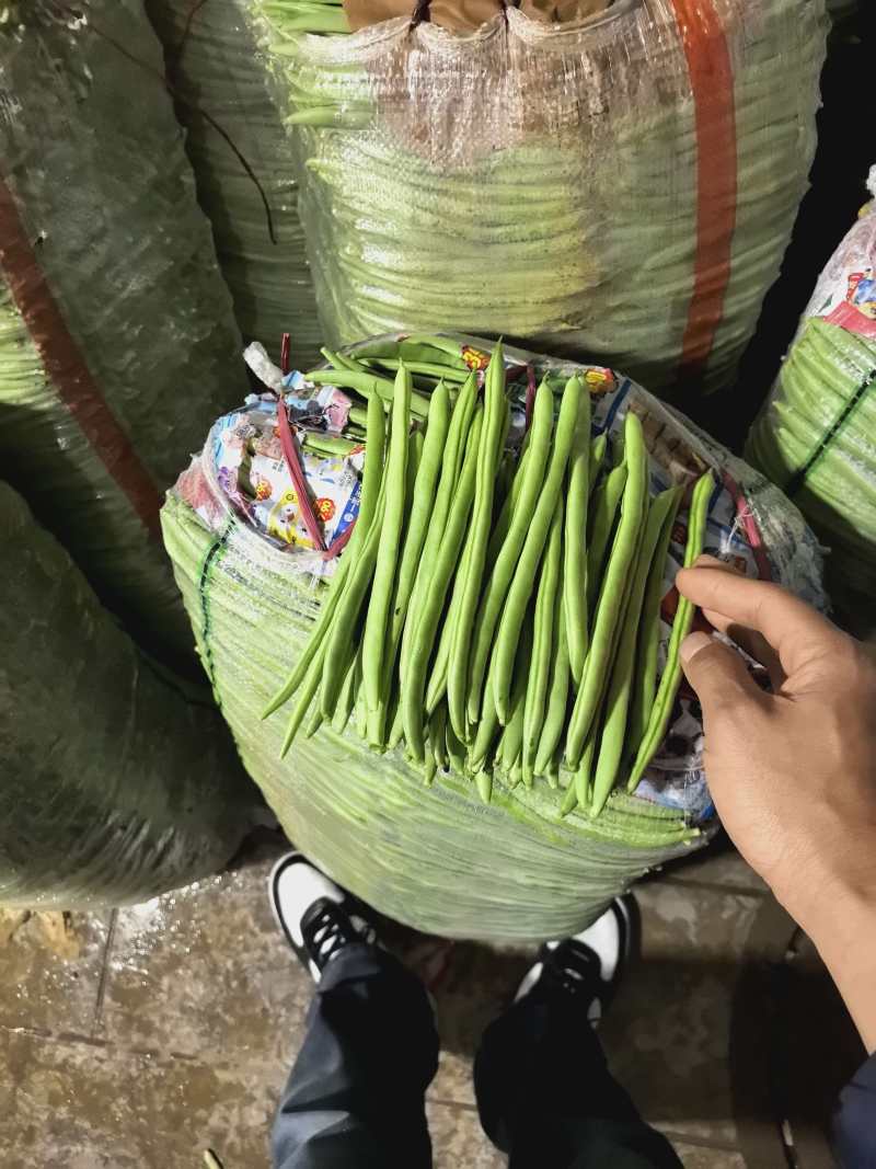 四季豆云南产地直发价格优惠品质保证欢迎来电