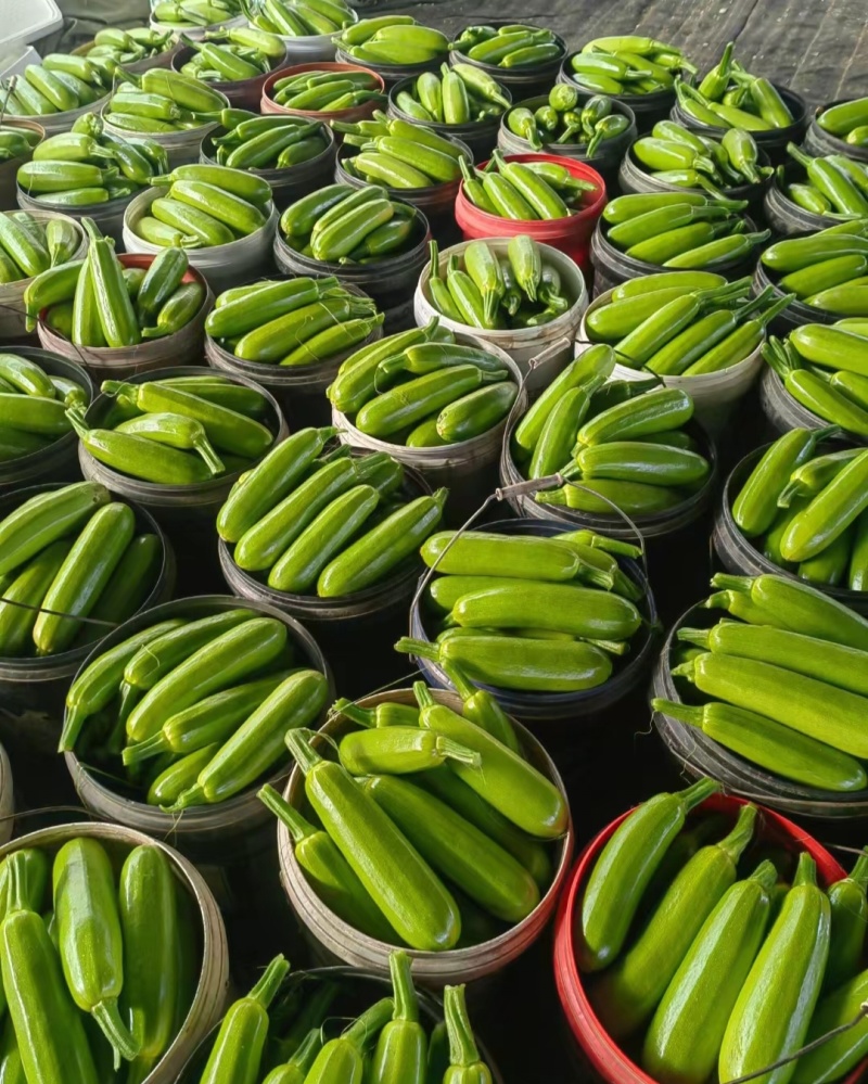 山东精品西葫芦大量接单供应商超餐饮档口批发出口外贸等