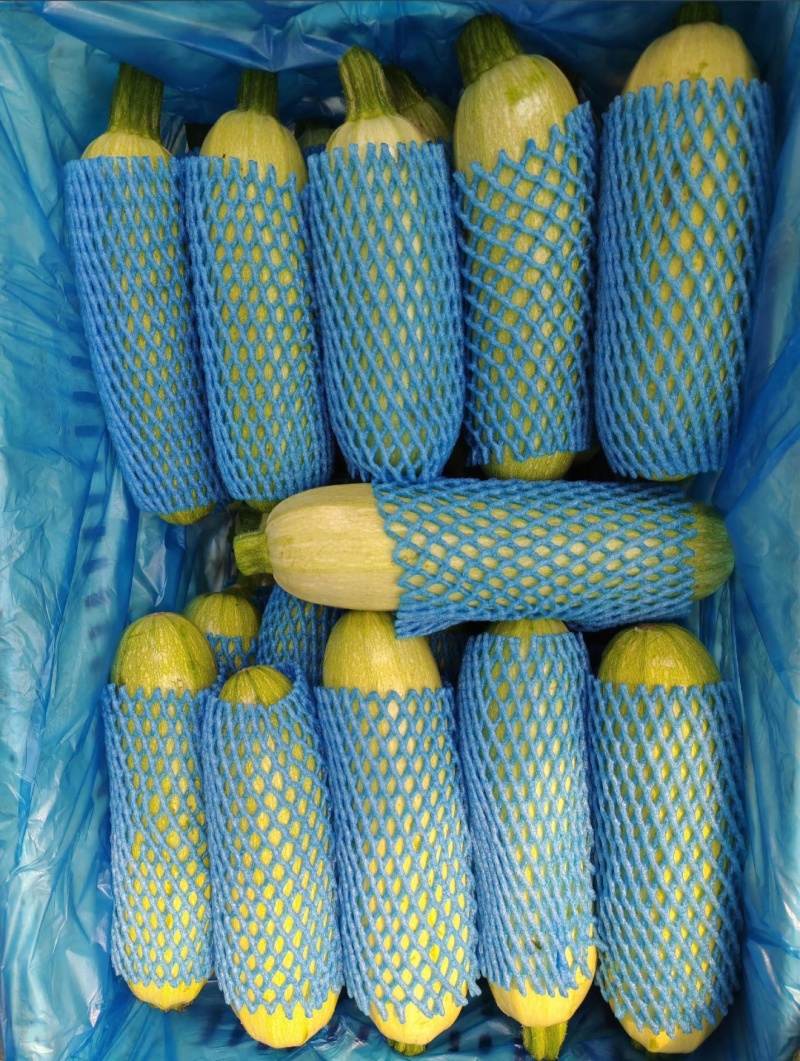 山东精品西葫芦大量接单供应商超餐饮档口批发出口外贸等
