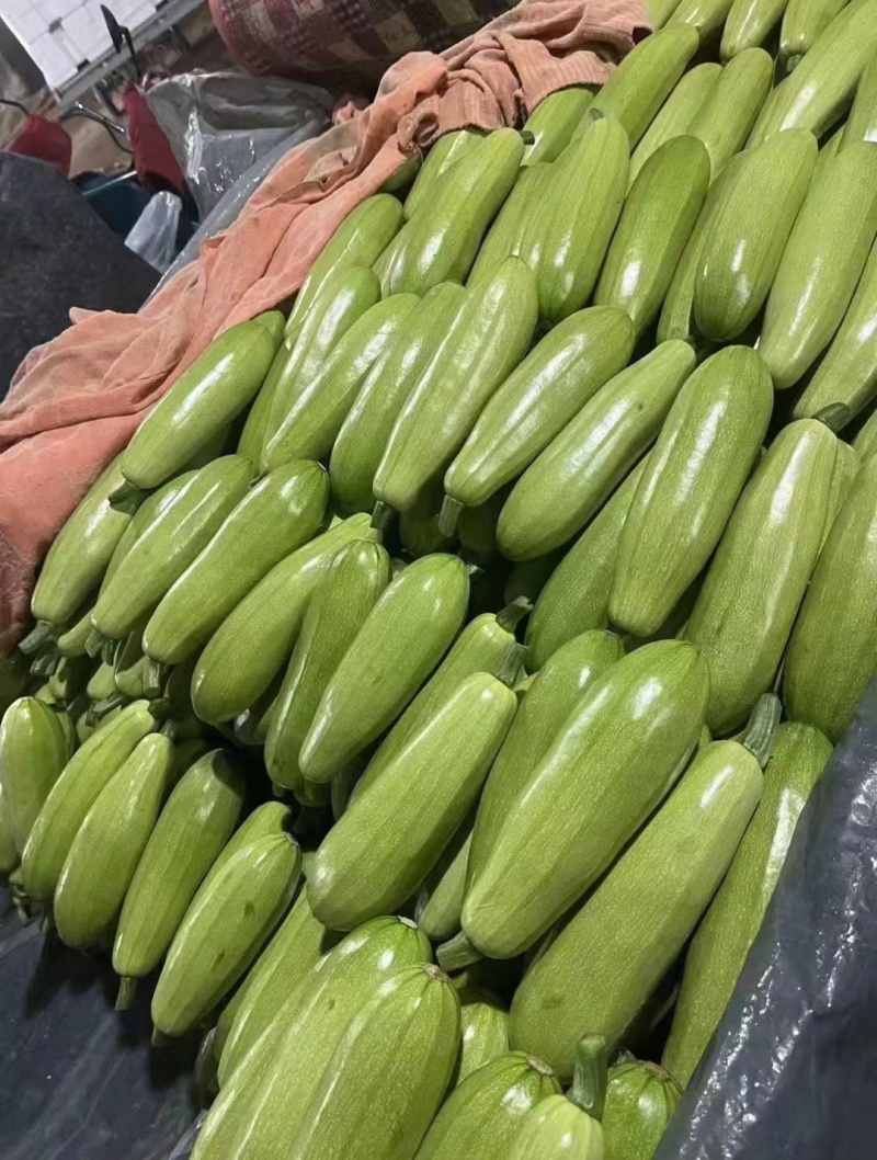 山东精品西葫芦大量接单供应商超餐饮档口批发出口外贸等