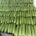 山东精品西葫芦大量接单供应商超餐饮档口批发出口外贸等
