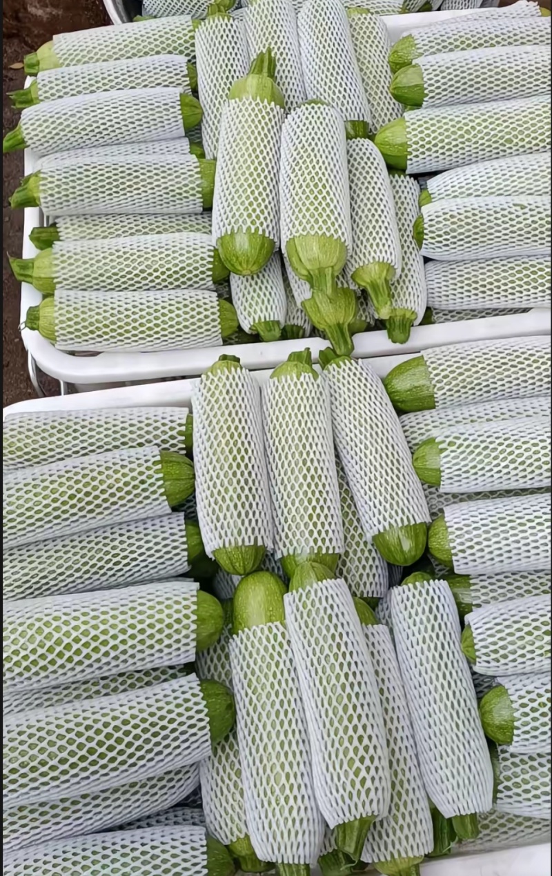 山东精品西葫芦大量接单供应商超餐饮档口批发出口外贸等