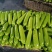 山东精品西葫芦大量接单供应商超餐饮档口批发出口外贸等