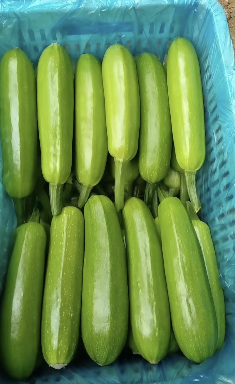山东精品西葫芦大量接单供应商超餐饮档口批发出口外贸等