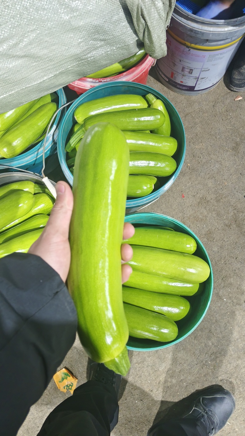 山东精品西葫芦大量接单供应商超餐饮档口批发出口外贸等