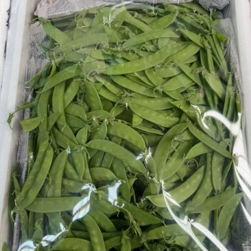 云南精品荷兰豆大量上市对接全国市场商超社区团购来电谈