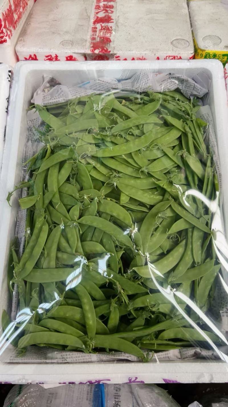 云南精品荷兰豆大量上市对接全国市场商超社区团购来电谈