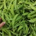 云南精品荷兰豆大量上市对接全国市场商超社区团购来电谈