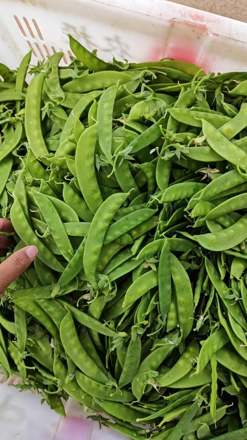 云南精品荷兰豆大量上市对接全国市场商超社区团购来电谈
