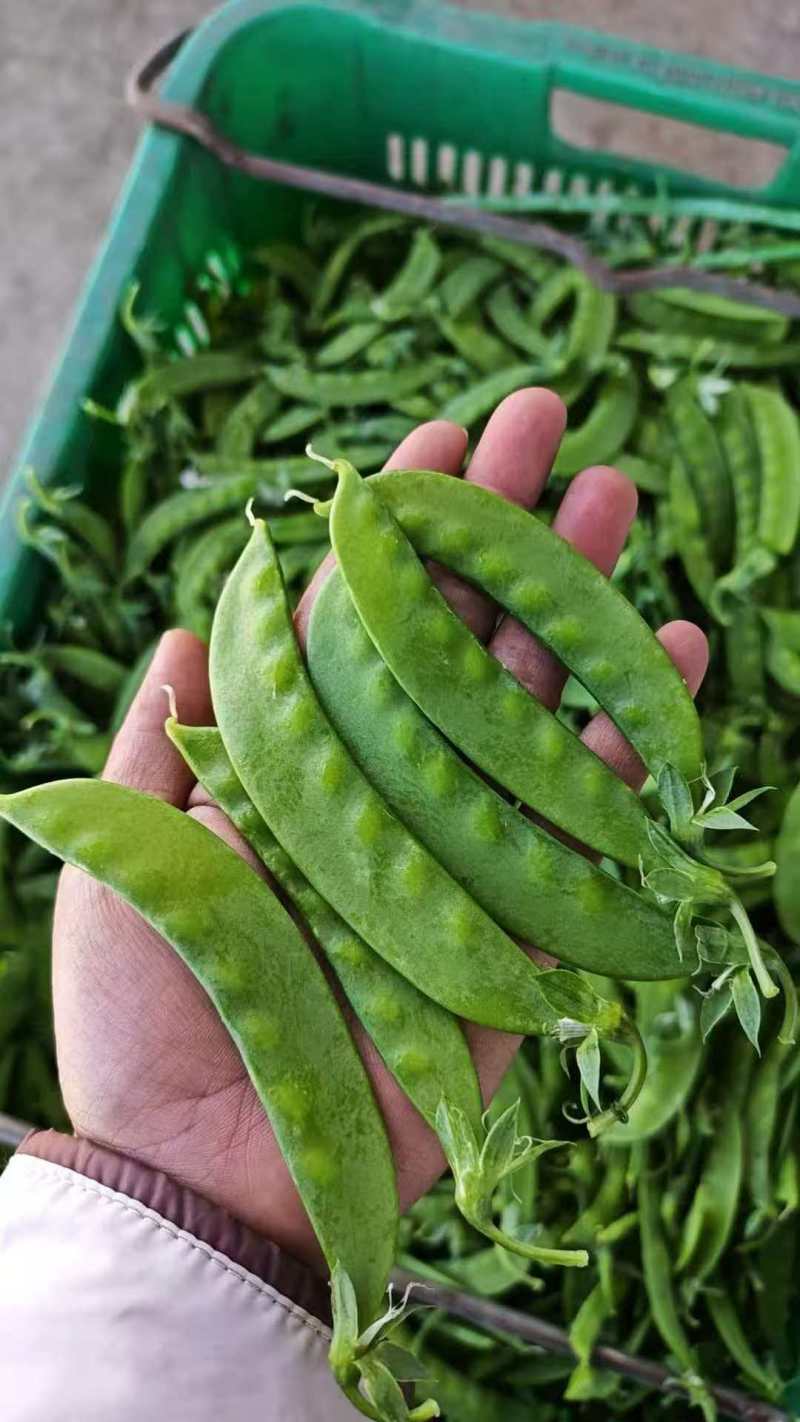 云南精品荷兰豆大量上市对接全国市场商超社区团购来电谈
