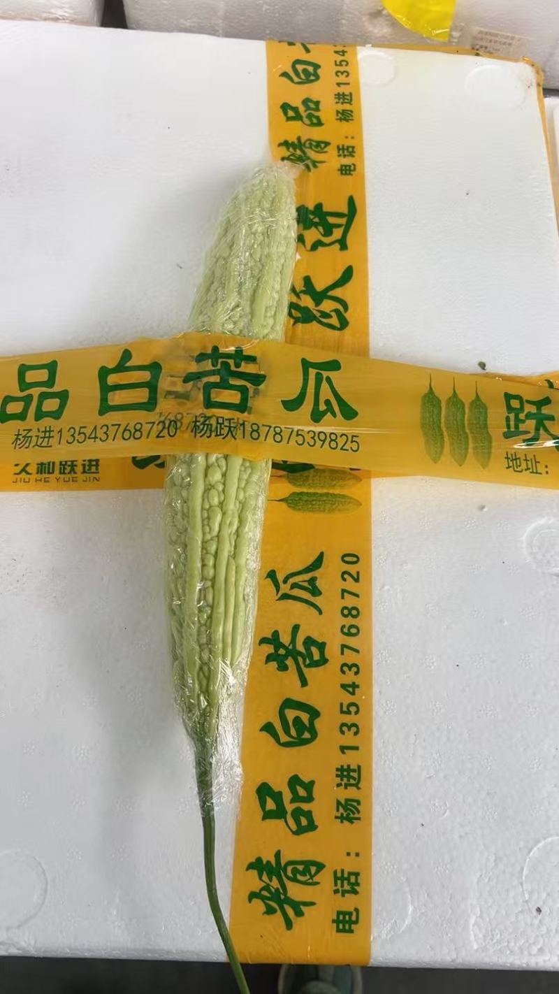 精品苦瓜产地现摘现发品质保证支持视频看货欢迎来电