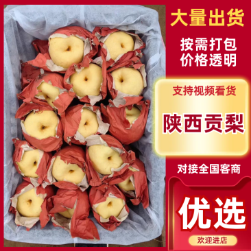 贡梨批发，陕西酥梨基地，陕西酥梨产地价格