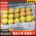 红香酥梨批发，新疆库尔勒香梨批发，红香酥梨基地价格