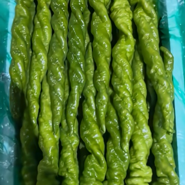 螺丝椒精品螺丝椒大量接单产地直发量大从优欢迎来电