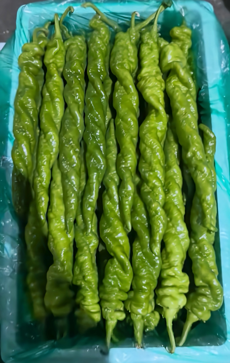 螺丝椒精品螺丝椒大量接单产地直发量大从优欢迎来电