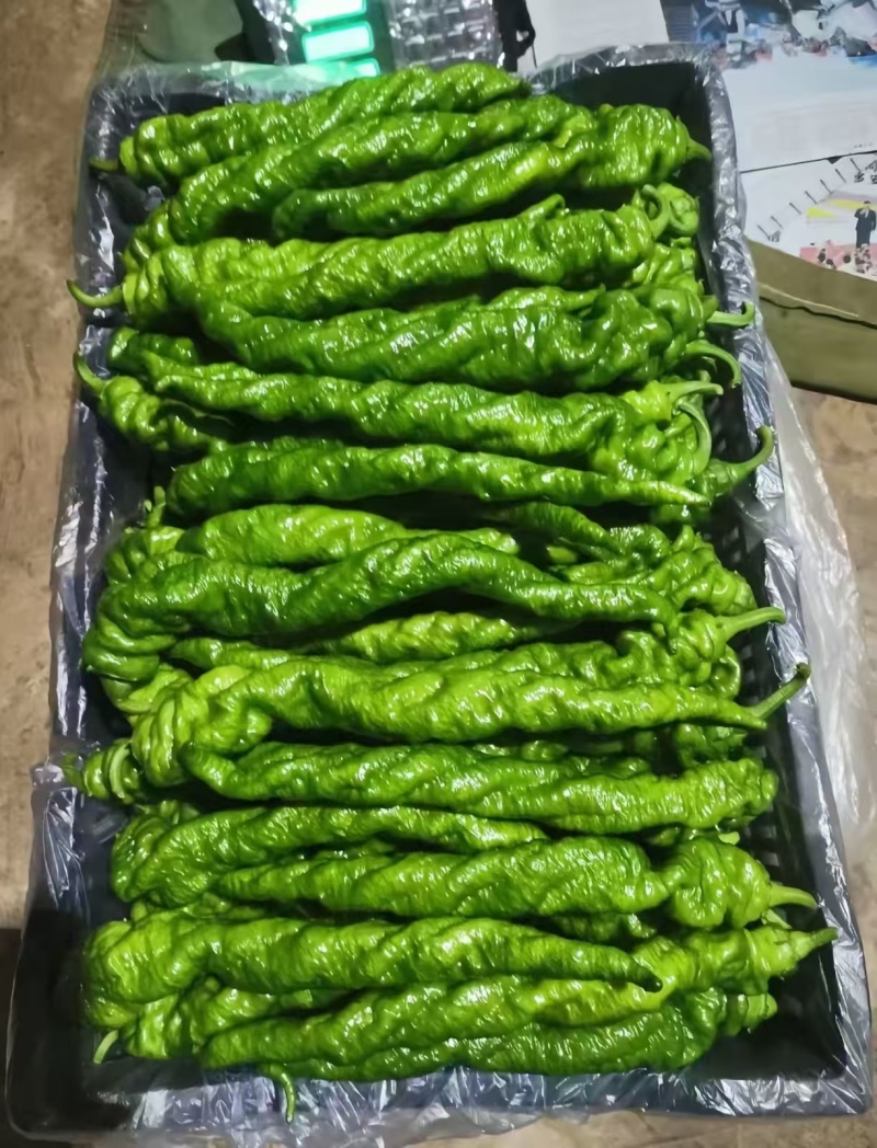 螺丝椒精品螺丝椒大量接单产地直发量大从优欢迎来电