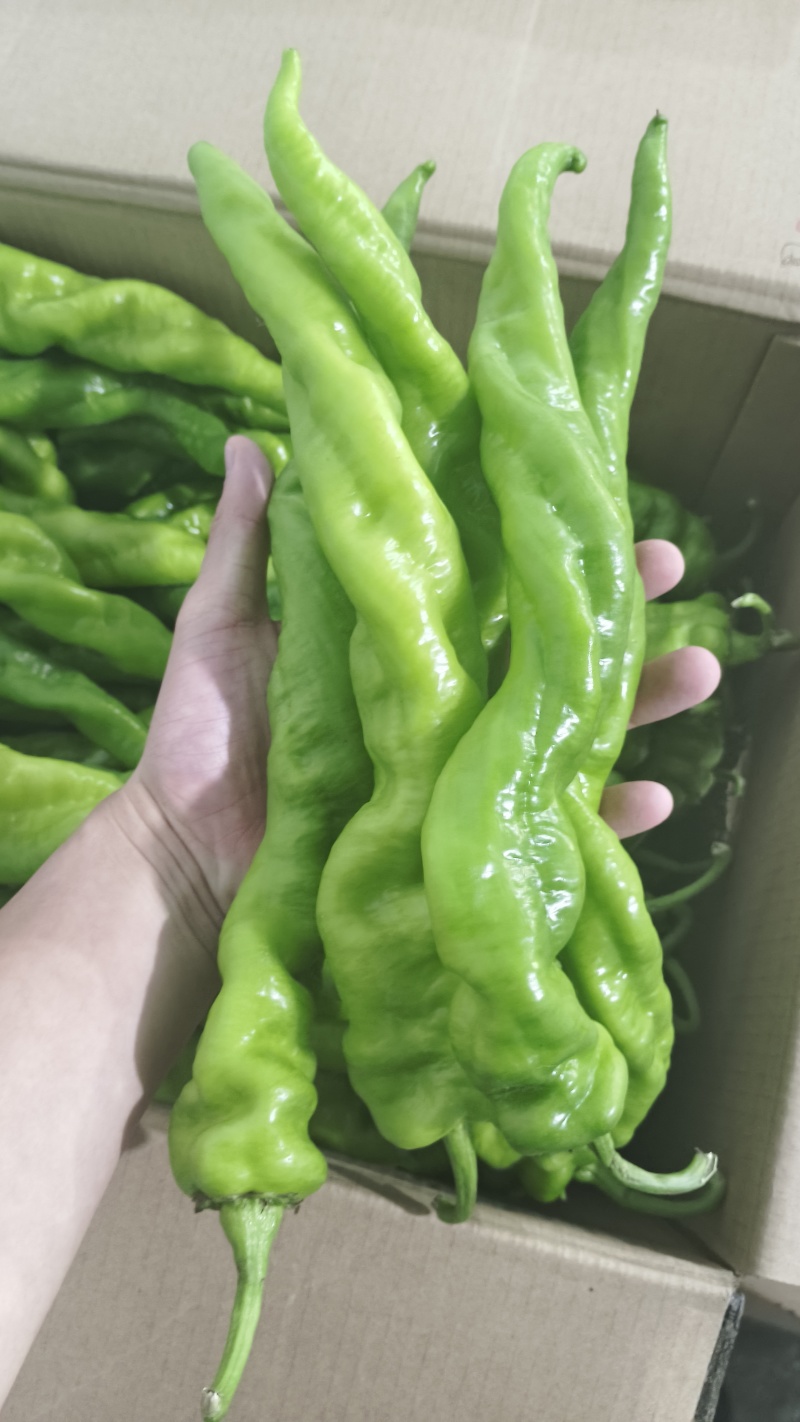 螺丝椒精品螺丝椒大量接单产地直发量大从优欢迎来电