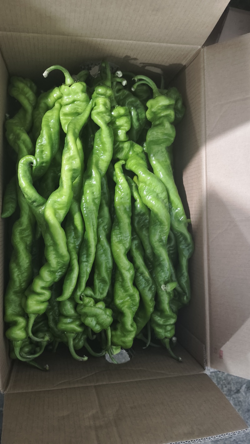 螺丝椒精品螺丝椒大量接单产地直发量大从优欢迎来电