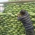 四川精品圆包菜产地直发一手货源保质保量欢迎咨询