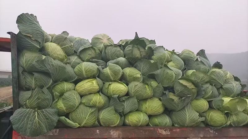 四川精品圆包菜产地直发一手货源保质保量欢迎咨询