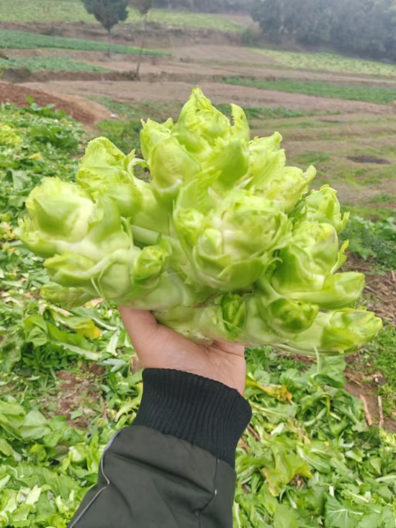 儿菜产地直销量大质优价格优惠一手货源欢迎咨询采购