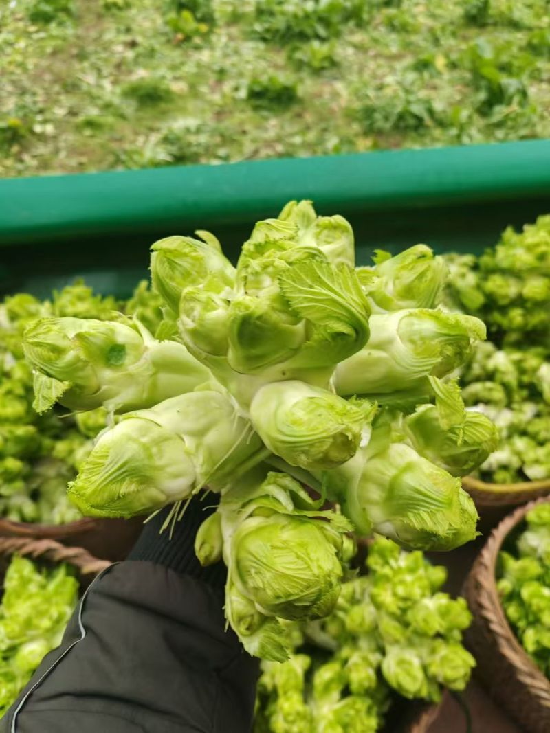 儿菜产地直销量大质优价格优惠一手货源欢迎咨询采购