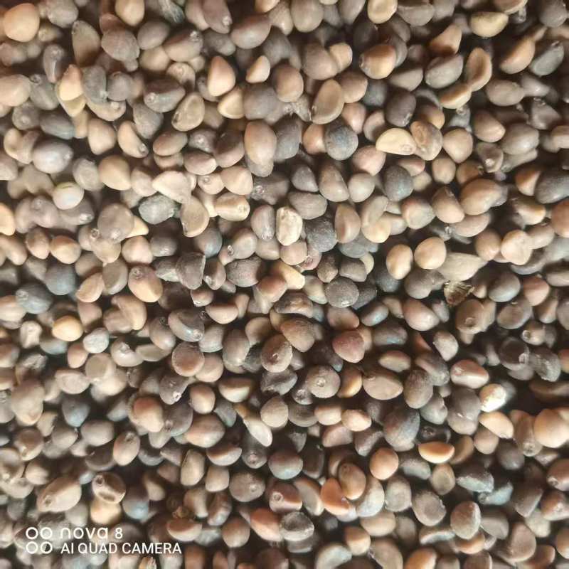 灵山白梗空心菜种子，一手货源，保质保量，诚信经营，欢迎选