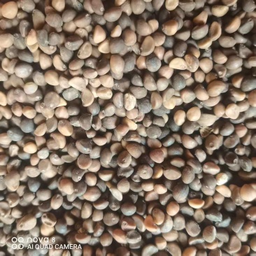 白梗空心菜种子，基地直发，可视频看货，量大从优