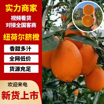 纽荷尔橙子果面光滑果色橙红肉质脆嫩化渣