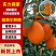纽荷尔橙子果面光滑果色橙红肉质脆嫩化渣