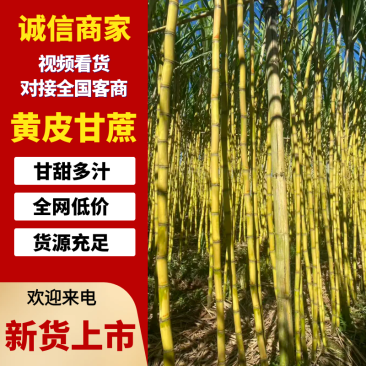 【优选商家】黄金甘蔗，云南黄金甘蔗，黄皮甘蔗，产地发货