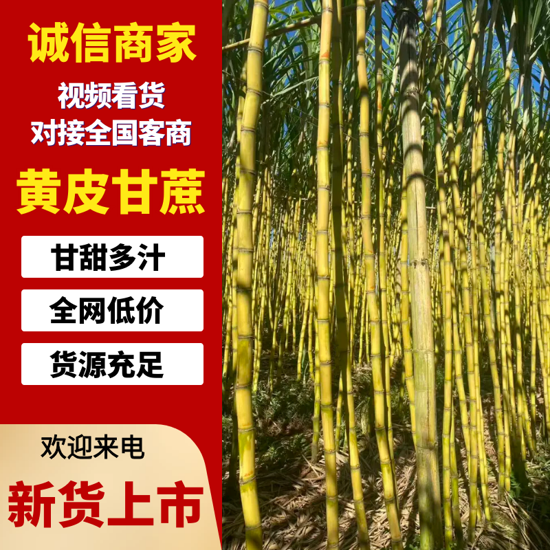 【优选商家】黄金甘蔗，云南黄金甘蔗，黄皮甘蔗，产地发货
