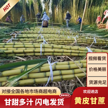 黄金甘蔗现砍，云南西双版纳黄金甘蔗一手货源