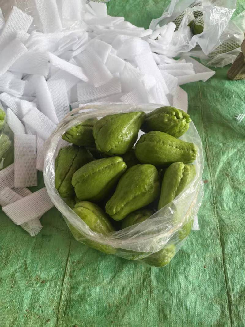 云南精品佛手瓜品质保证货源充足产地装车量大从优