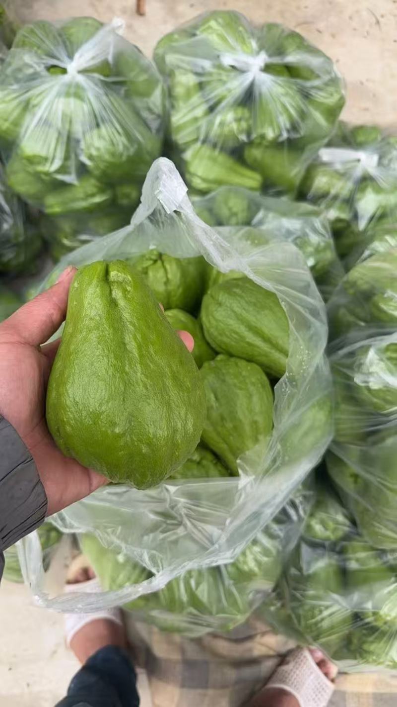 云南精品佛手瓜品质保证货源充足产地装车量大从优